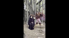 Orangutan plays with woman in burka at safari park