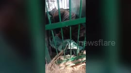 Tiger rescued after straying into residential area in Northern India