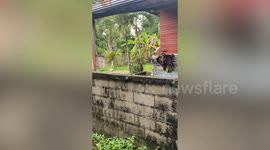 Friendly pet dog jumps and down to see neighbours behind fence