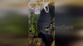 Authorities Raid Massive Cannabis Plantation in Lower Saxony, Germany