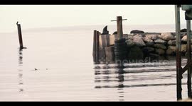 A sailing fur seal, engaged in a behavior called thermoregulating, was captured on camera. In the footage, a New Zealand Fur Seal can be seen holding its flipper out of the water to cool down.