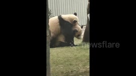 Inseparable Panda Brothers in Bijie, China