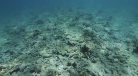 Ancient Coral Reef Flourishes in Modern Southeast Florida, USA