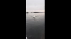 Every morning this swam comes to my hatch