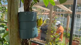 Dad gives hilarious play-by-play of two budgees making babies