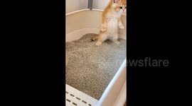 Adorable Kitten Takes Peculiar Toilet Poses in Hebei, China