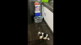 Dogs' love for mop buckets: a never-ending cleanup story