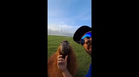 Morning scratches: capybara enjoys petting session in Curitiba Park, Brazil