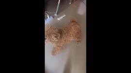 South Korean poodle cautiously investigates new baby