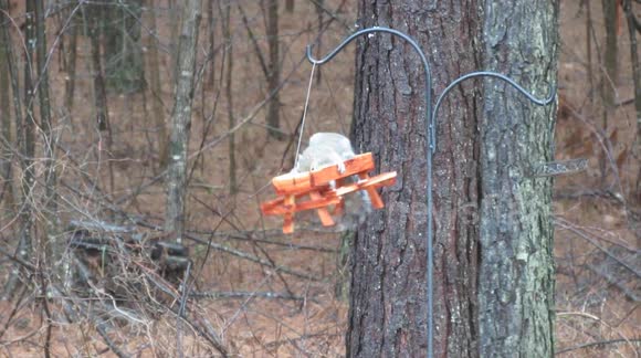 Funny squirrel rocking and swaying on the birdfeeder in my backyard