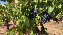 Australian winemakers excited about re-entry of bottled wine into Chinese market