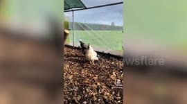 Inside the all-inclusive, five-star hotel - for chickens