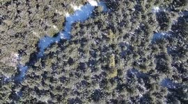 Ten years on, logging ban in Khingan Mountains in NE China revives natural forests