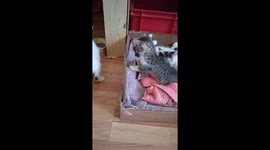 Little tiny sister kittycat playing with her sleepy brother: 