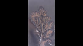 Tidal tree reveals after fading of the Qiantang river in China