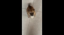 Adorable Chinese Puppy Wags Tail Quickly to Beg for Treat