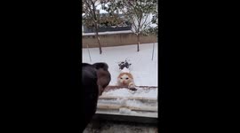 Brave Cat Faces Adversity in Snowy China