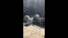 Playful Cat Entertains Itself with Tub on the Water in Chinese Courtyard