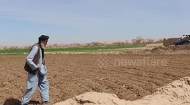 Afghan farmers grow legal crops to replace poppy cultivation