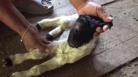 Bizarre cyclops goat kid born on Thai farm