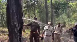 Forest officials stunned as water gushes from tree in southern India