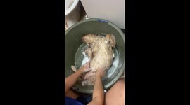 Choco the relaxed pup: snoozing through bath time