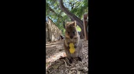 Adorable Smiling Quokka in Australia Delights Chinese Viewers