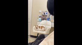 Hilarious Moment Captured as Chinese Cat Stretches Lazily