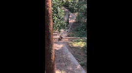 Brave Baby Elephant Overcomes Forest Obstacle in China
