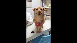 Chinese Dog's Hilarious Reaction to Doctor Startles Everyone