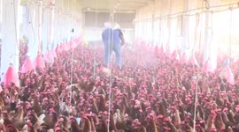 Egypt launches poultry, egg price reduction initiative