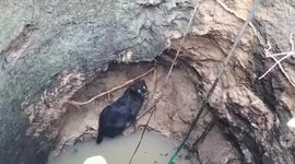 Black panther hoisted out of well in south India