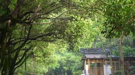Chinese volunteers save birds from collision with buildings