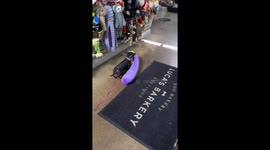 Caught on camera: doggo thief flees with aubergine stuffed toy