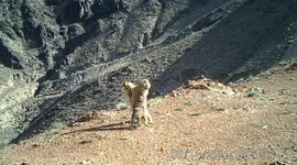 Marmots hilariously tangle in ballroom dance-style fight in China