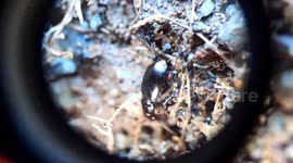 Melting Glaciers Facilitate Rapid Spread of Invasive Species on South Georgia Island