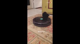 Purrfect circles: Black kitten's whimsical ride on the Roomba
