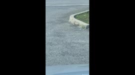 bird trying to get food from the floor