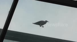 Seagull walking in the air Illusion