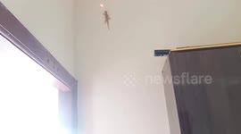 Laser Lizard - A lizard tries to eat the reflection of a laser toy gun thinking as an insect