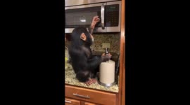 This chimpanzee has mastered operating a microwave