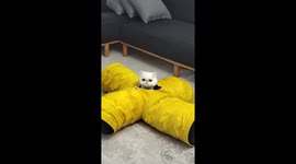 Tehran cat plays peek-a-boo from plushie hideout