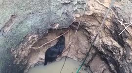 Black panther accidentally falls into well in Yedapadavu, India