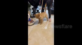 The little golden retriever shaking his head in Huangpu, China