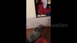 Accidentally Hitting a Cat in Dongcheng, China