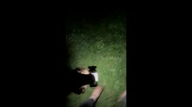 Dog Holds a Lantern For Walk in the Dark