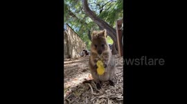 Adorable Smiling Quokka in Rottnest Island, Australia