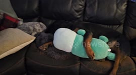 After taking the kids to school I always come home to Buffy, Bruin and Beatrice , our Rottweiler trio, having an early morning nap .