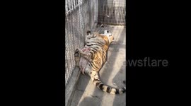 Piglet lies on tiger's body and sunbathes
