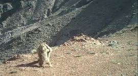 Moment two marmots enter 'choreographed' playful scuffle at nature reserve